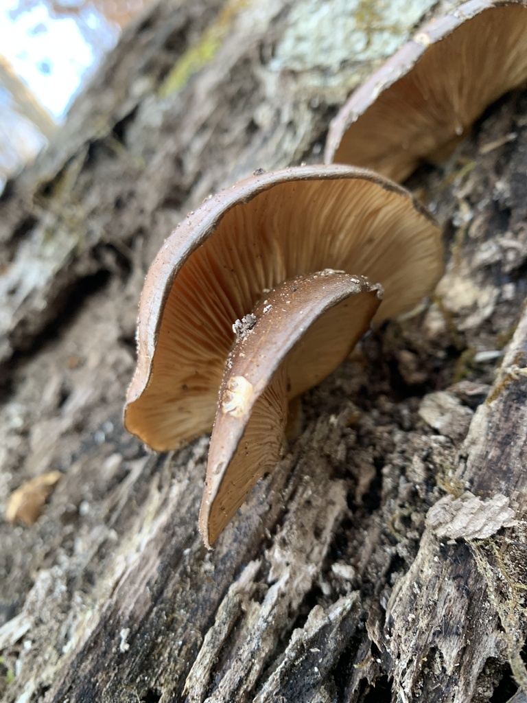 Sarcomyxa serotina · December 2025 · photo: © sbrobeson (iNaturalist, cc-by)