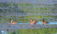 Thalassornis leuconotus