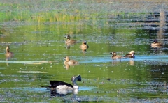 Thalassornis leuconotus