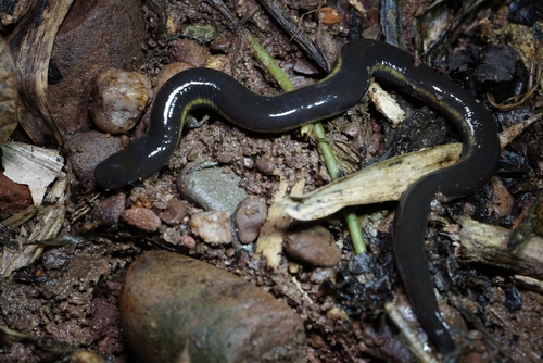 Koh Tao Caecilian