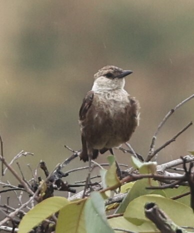 Congo Moor Chat
