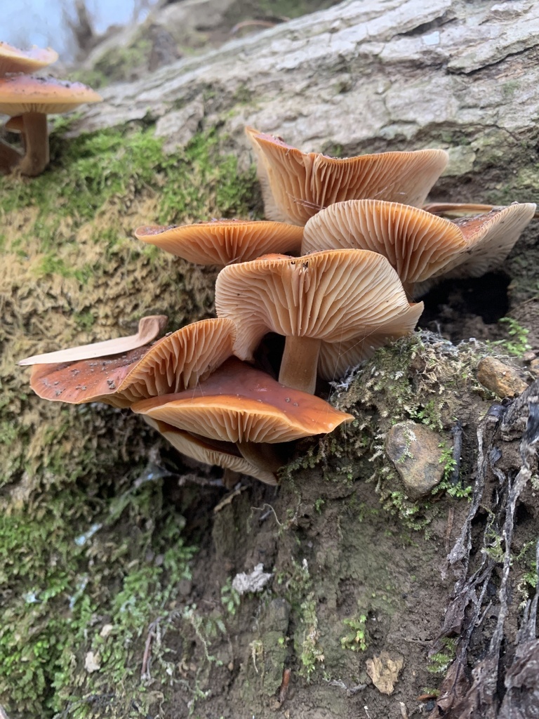 Flammulina velutipes · December 2025 · photo: © sbrobeson (iNaturalist, cc-by)