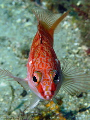 Hypoplectrodes maccullochi