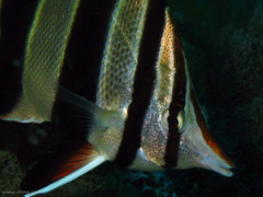 Chelmonops truncatus