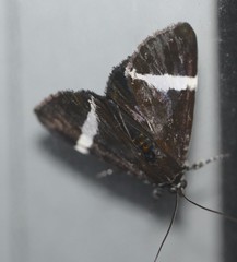 Coenotoca subaspersa