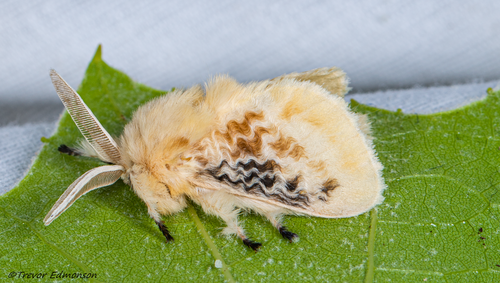 Black-waved Flannel Moth photo 3