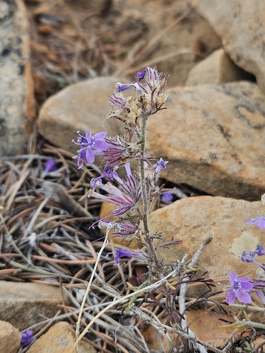 Manyflowered Ipomopsis (Ipomopsis multiflora)