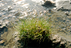 Carex lachenalii
