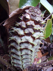 Ceratozamia