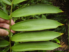 Ceratozamia
