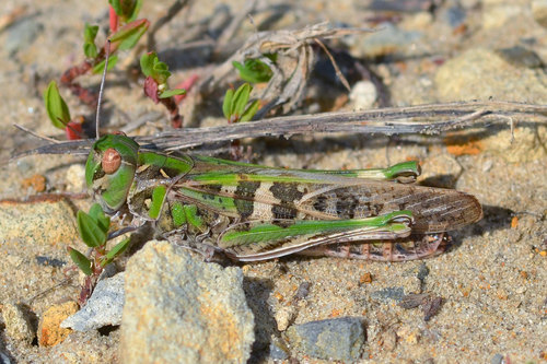 Handsome Cross Grasshopper