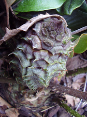 Ceratozamia