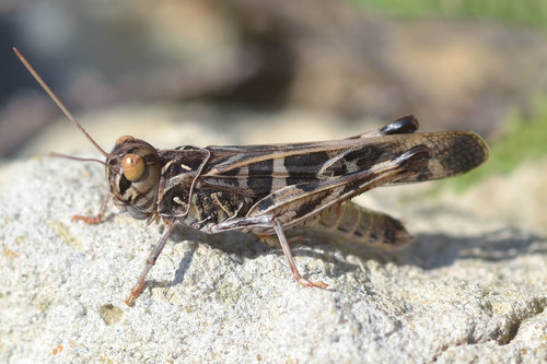Handsome Cross Grasshopper