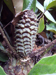 Ceratozamia