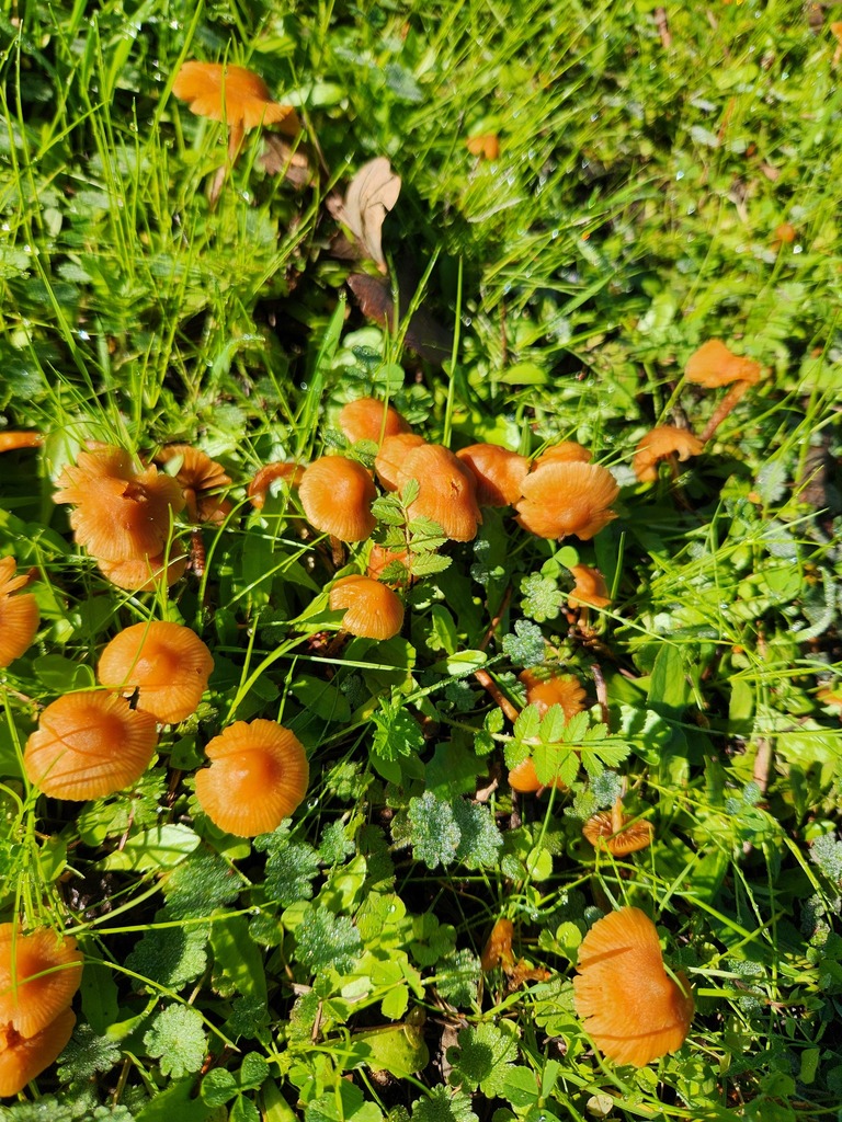 Tubaria furfuracea · December 2025 · photo: © stinger (iNaturalist, cc-by)
