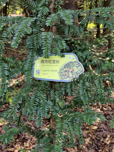 Taxus wallichiana, 2025-12-28