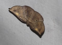 Xenomusa metallica