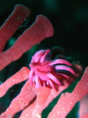 Pleurotoichus clathratus