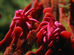 Pleurotoichus clathratus