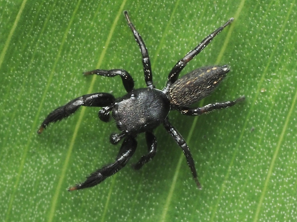 Metacyrba venusta