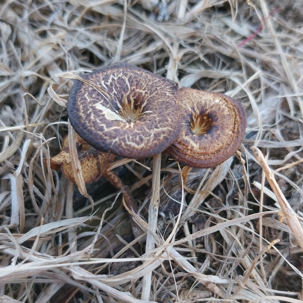 Lentinus arcularius · December 2025 · photo: © kiwialli (iNaturalist, cc-by)