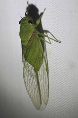 Glaucopsaltria viridis