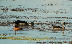 Nettapus auritus