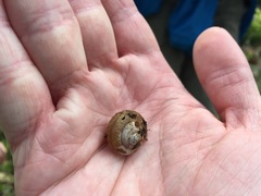 Helminthoglypta nickliniana