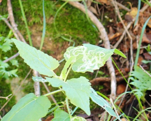 Liriomyza venegasiae