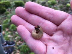 Helminthoglypta nickliniana