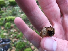 Helminthoglypta nickliniana
