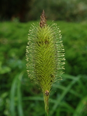 Carex multifaria