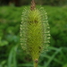 Carex multifaria - Photo (c) Nolan Exe, osa oikeuksista pidätetään (CC BY), lähettänyt Nolan Exe