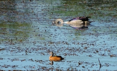 Nettapus auritus