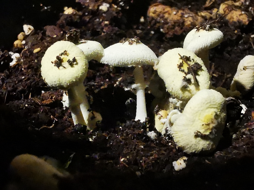 Leucocoprinus birnbaumii · December 2025 · photo: © ayatana_biophilium (iNaturalist, cc-by)