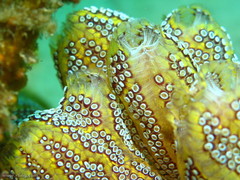 Botrylloides magnicoecus