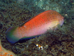 Austrolabrus maculatus