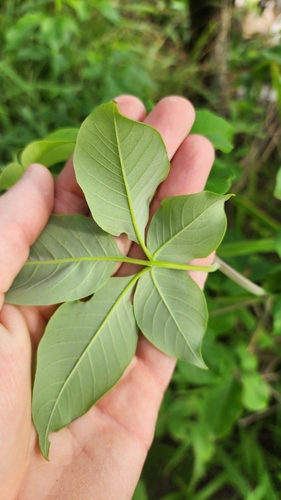 Vitex trifolia