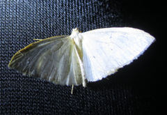 Orthoclydon praefectata