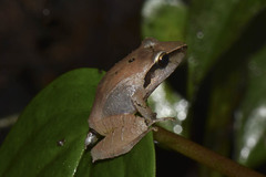 Pristimantis thectopternus
