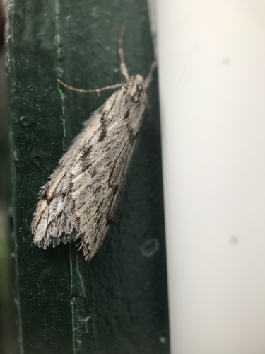 iNaturalist observation photo of Paleacrita