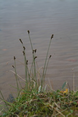 Carex lachenalii