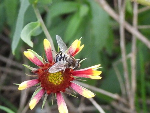Unknown species found near Txdot Tract, Sugar Land, TX 77479, USA