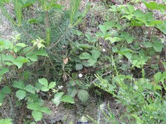 Arenaria montana