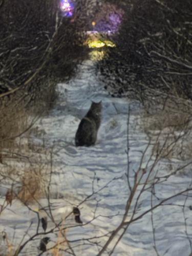 Canada Lynx