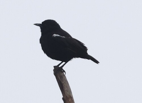 Sooty Chat