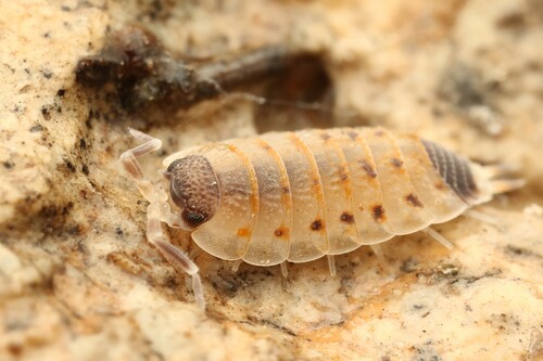 Proporcellio vulcanius