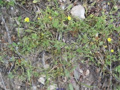 Arnoseris minima