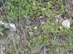 Ornithopus perpusillus