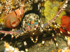 Panulirus ornatus